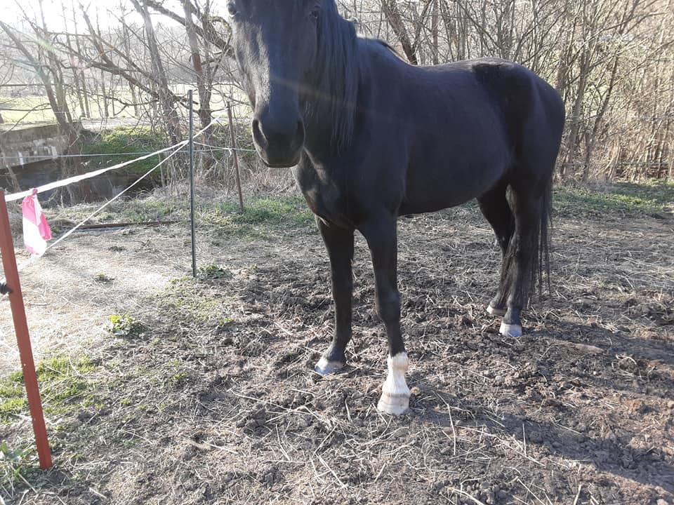 rockymountainhorse conny germany