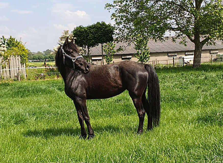 rockymountainhorse roelie my mare