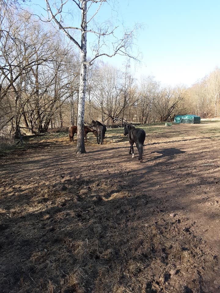 rockymountainhorses friedmannsdorf urlaub