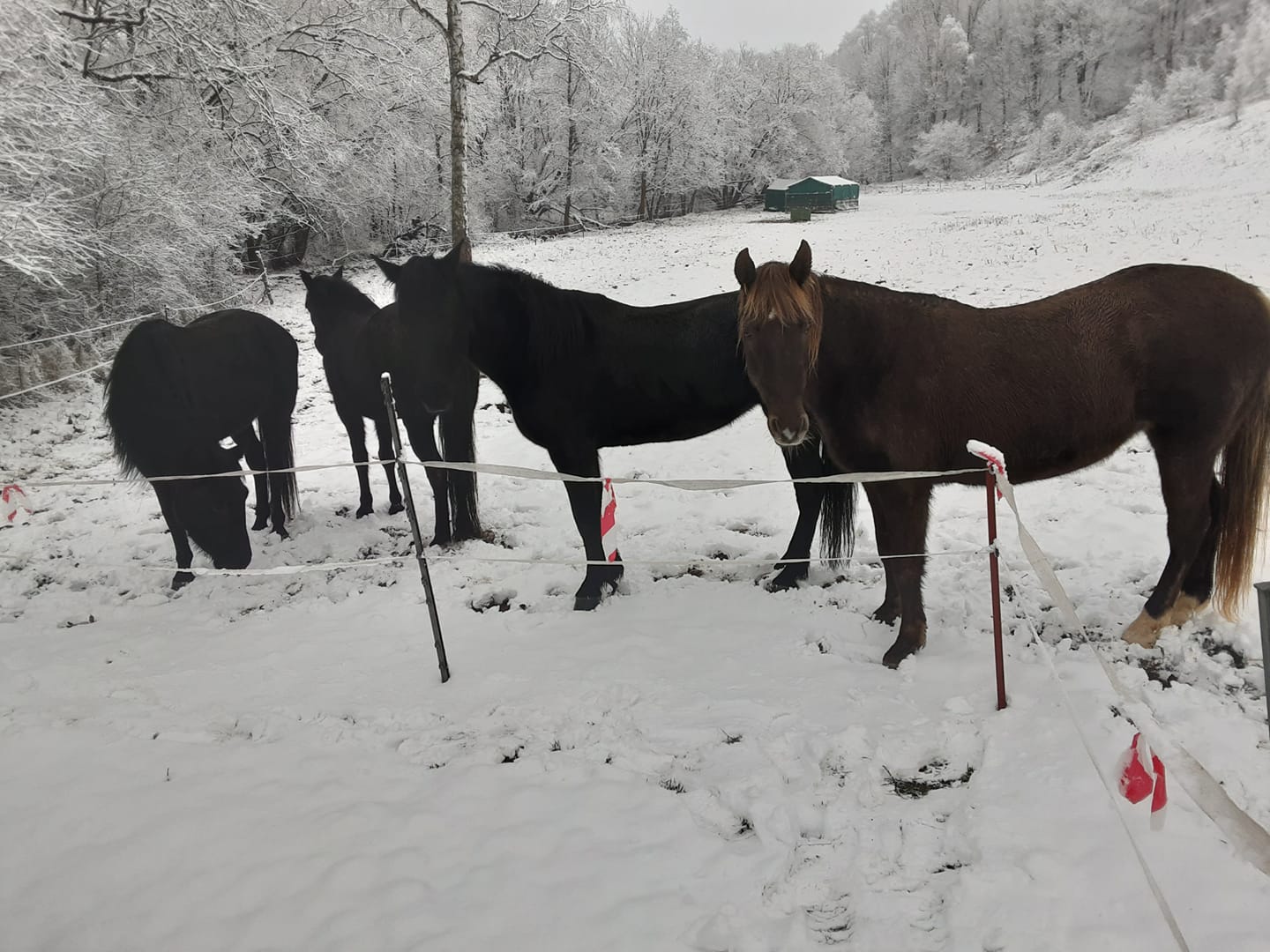 rockymountainhorses