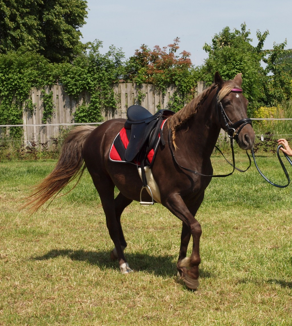 rockymountainhorse whisper my mare