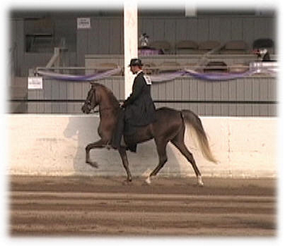 Rockymountainhorse A Whisper of Magic Champion